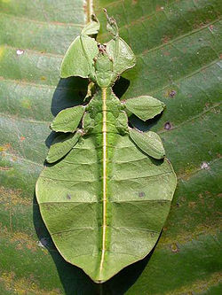 Bọ lá (Phyllium succiforlium Linnaeus) Bọ lá (Phyllium succiforlium Linnaeus)