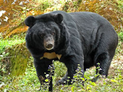 Gấu ngựa (Ursus thibetanus ) Gấu ngựa (Ursus thibetanus )