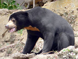 Gấu chó - Ursus malayanus Raffles, 1821 Gấu chó - Ursus malayanus Raffles, 1821