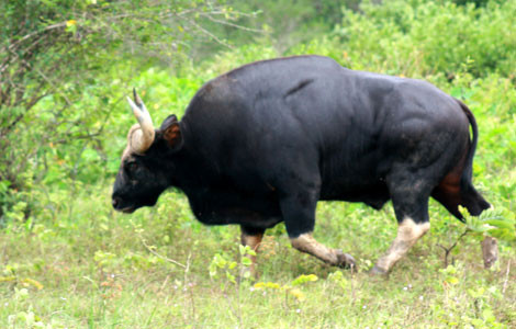Bò tót (Bos gaurus Smith) Bò tót (Bos gaurus Smith)