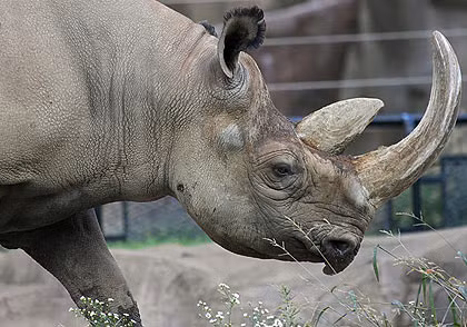 Tê giác hai sừng