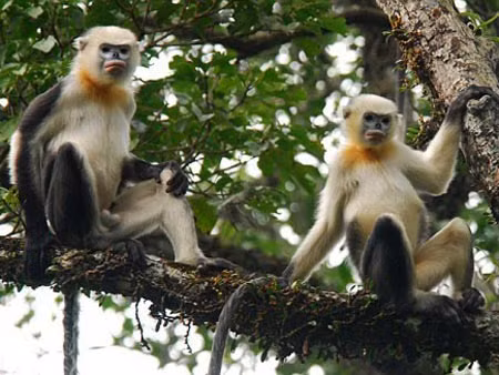 Voọc mũi hếch Bắc Bộ