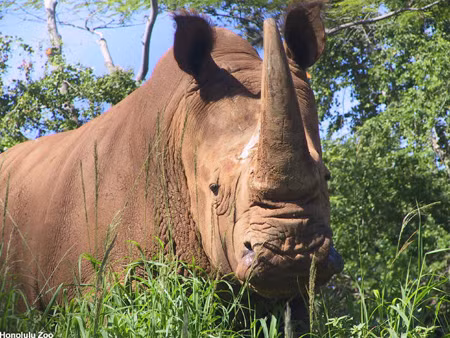 Tê giác một sừng