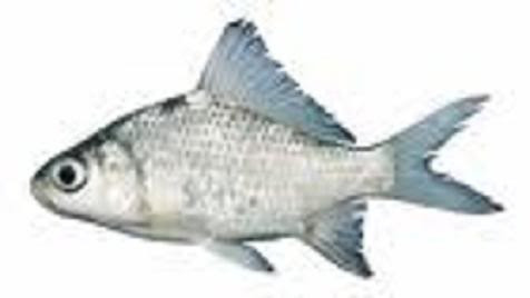 Cá mòi không răng (Anodontostoma chacunda) Cá mòi không răng (Anodontostoma chacunda)