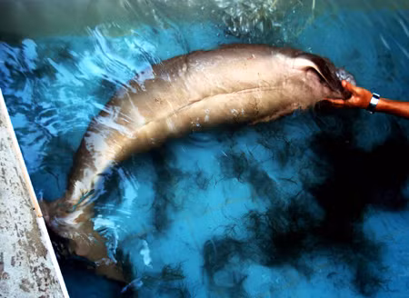 Cá nàng tiên (Dugong Dugon)