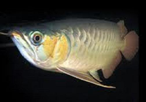 Cá mơn (Scleropages formusus) Cá mơn (Scleropages formusus)