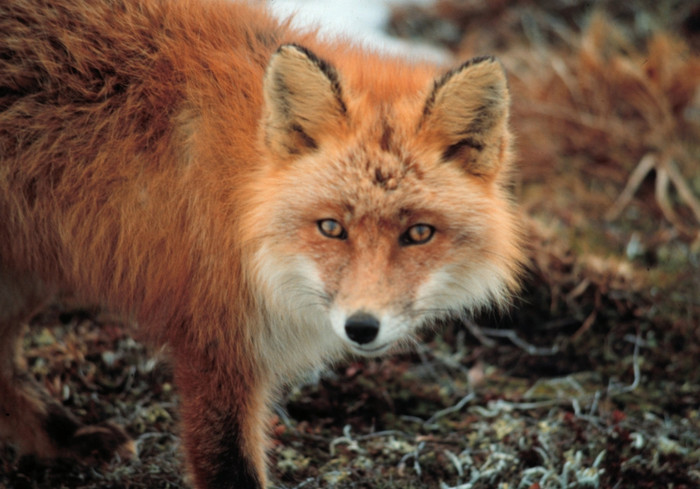 Cáo Vulpes vulpes Cáo Vulpes vulpes