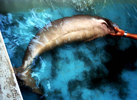 Cá nàng tiên (Dugong Dugon) Cá nàng tiên (Dugong Dugon)