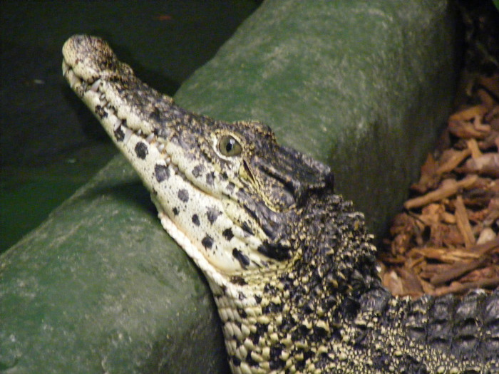 Cá sấu hoa cà - Crocodylus porosus Schneider, 1801 Cá sấu hoa cà - Crocodylus porosus Schneider, 1801