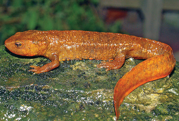 Cá cóc Tam Đảo (Paramesotriton deloustali) Cá cóc Tam Đảo (Paramesotriton deloustali)