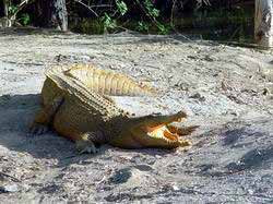 Cá sấu Xiêm Crocodylus siamensis Schneider, 1801 Cá sấu Xiêm Crocodylus siamensis Schneider, 1801