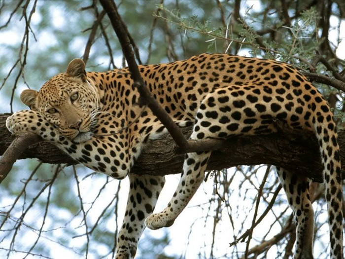 Báo hoa mai (Panthera pardus) Báo hoa mai (Panthera pardus)
