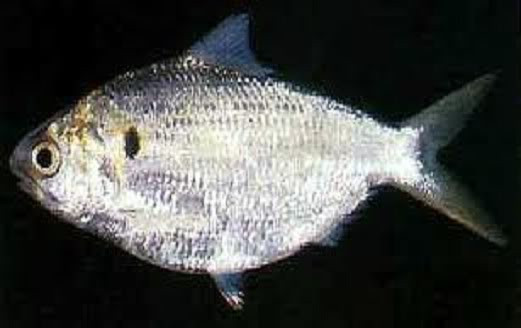 Cá mòi mõm tròn (Nematalosa nasus) Cá mòi mõm tròn (Nematalosa nasus)