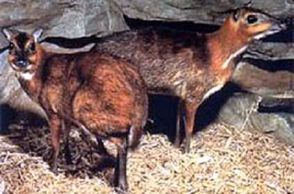 Cheo cheo Napu (Tragulus napu)