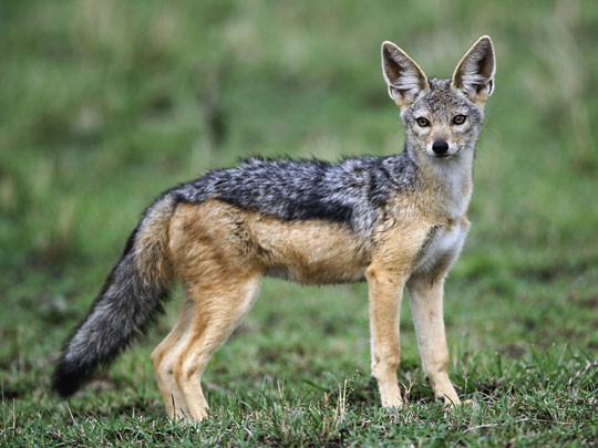 Chó rừng (Canis aureus Linnaeus) Chó rừng (Canis aureus Linnaeus)