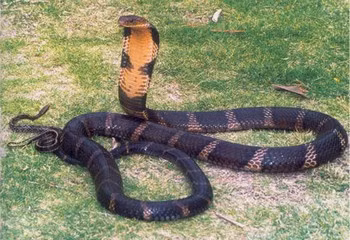 Rắn hổ mang chúa