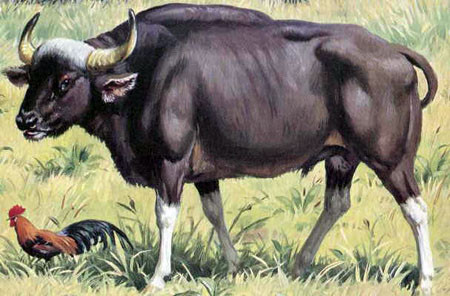 Bò xám (Bos sauveli Urbain) Bò xám (Bos sauveli Urbain)