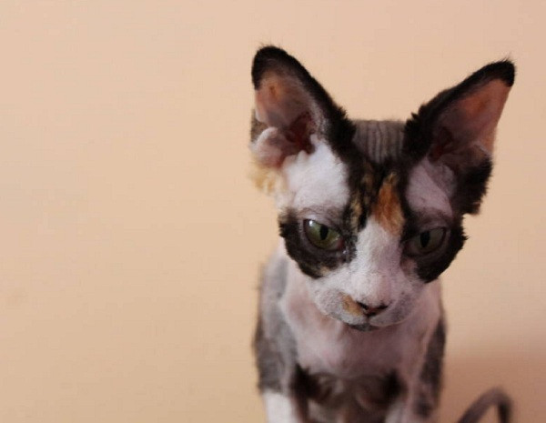 Devon Rex sở hữu đôi mặt lớn, tinh tường, đôi tai to và nằm ở vị trí thấp hơn so với các giống mèo khác. Khác với vẻ bề ngoài hơi chút “mất cảm tình” Devon Rex thực sự là một chú mèo thân thiện, vui vẻ và ưa hoạt động.
