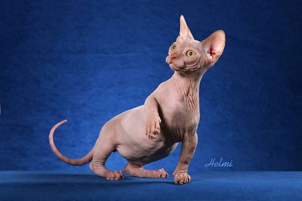 The Sphynx (hay còn được biết đến là loài mèo Canada, Mexico không lông) - một giống mèo hiếm thấy trong họ hàng nhà mèo.