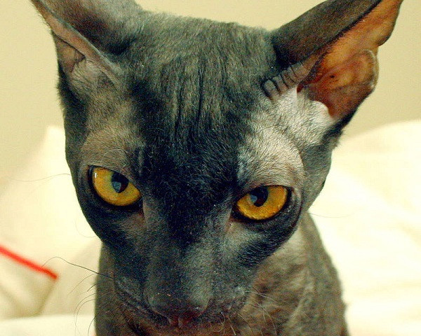 Đây là giống mèo nguyên quán vùng Cornwall, nước Anh, có bộ lông mềm như nhung, gợn sóng. Con vật có đuôi dài, ngực sâu, bụng thon, đặc biệt bốn thân mảnh khảnh cao kều, và đôi tai to, mềm như tai thỏ.