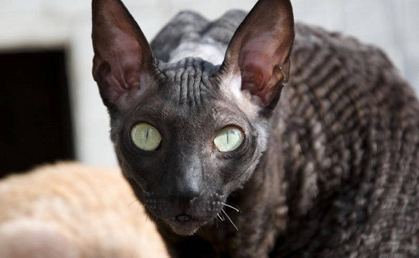 Có bề ngoài tương tự như mèo Devon Rex. Trước đây, người ta tưởng Devon Rex và Cornish Rex là một. Nhưng sau nhiều thí nghiệm phối giống, Cornish Rex và Devon Rex được xác định là 2 giống hoàn toàn khác nhau.