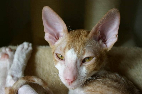 3. Mèo Cornish Rex