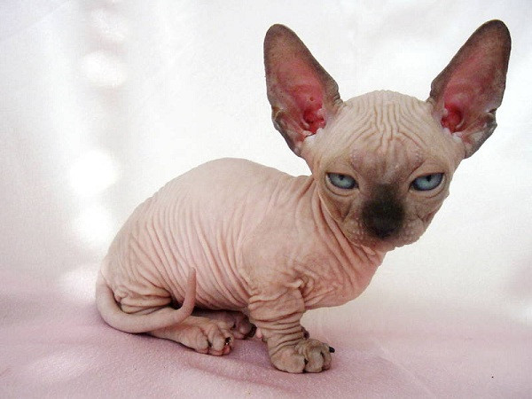 Minskin là một trong những giống mèo lùn, được tạo ra từ việc lai giống giữa một con Devon Rex Munchkin với một con Sphynx. Chúng có kích thước nhỏ nhắn, lông ngắn và ưa chải chuốt.