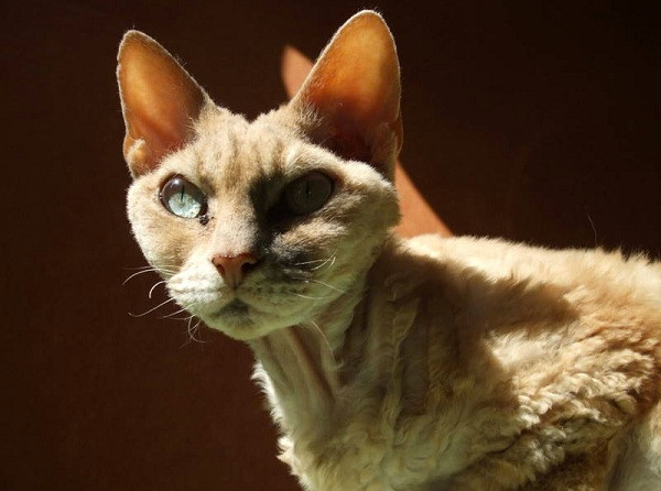 2. Mèo Devon Rex