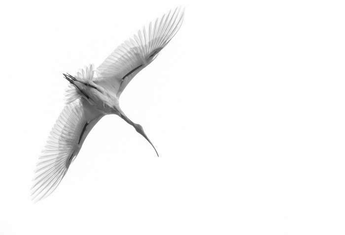 Tên tác phẩm: Oriental White Ibis – Tác giả: Sushrutha Metikurke.