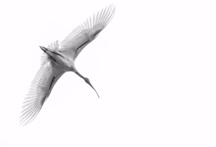 Tên tác phẩm: Oriental White Ibis – Tác giả: Sushrutha Metikurke.