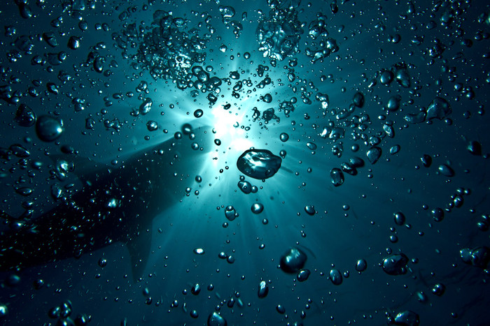 Tên tác phẩm: Great White, Sun Light (Cá mập trắng, Ánh nắng mặt trời) – Tác giả: Kirk Nielsen.