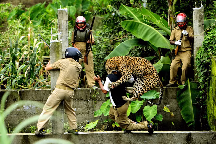 Tên tác phẩm: Man and Animal Conflict (Cuộc đụng độ giữa con người và động vật) – Một con báo tấn công nhân viên quản lý rừng sau khi anh này ném một hòn đá về phía nó tại một công trình xây dựng bỏ hoang ở làng Limbu, Siliguri, Tây Bengal, Ấn Độ. Tác giả: Salil Bera.