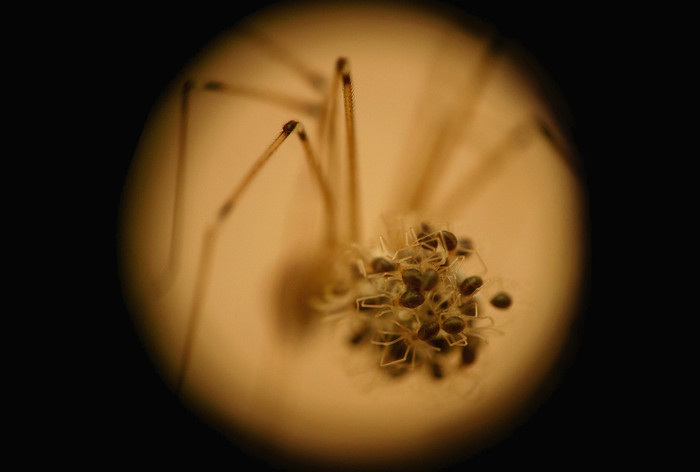 Tên tác phẩm: Skull Spider with Spiderlinks No. 001 – Tác giả: Lon Casler Bixby.