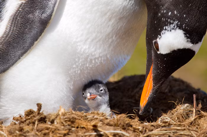 Tên tác phẩm: My baby – Một chú chim cánh cụt vừa sinh được vài giờ. Ảnh chụp ở Nam Georgia. Tác giả: Ondrej Zaruba.