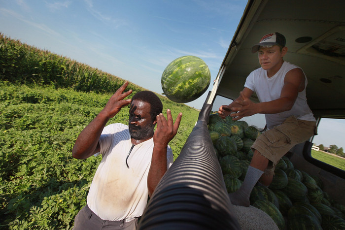 Thu hoạch dưa hấu trên một cánh đồng nằm trong vùng bị hạn hán ở gần Vincennes, Indiana, 18/07/2012. Thu hoạch dưa hấu trên một cánh đồng nằm trong vùng bị hạn hán ở gần Vincennes, Indiana, 18/07/2012.
