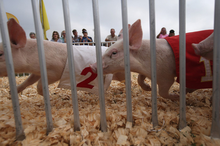 Đua heo tại hội chợ Nebraska ở Grand Island, Nebraska, 26/08/2012. Đua heo tại hội chợ Nebraska ở Grand Island, Nebraska, 26/08/2012.