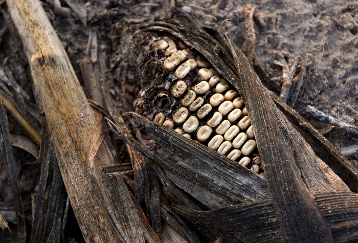 Bắp bị hư hại do hạn hán nặng ở trang trại gần Bruceville, Indiana, 16/08/2012. Bắp bị hư hại do hạn hán nặng ở trang trại gần Bruceville, Indiana, 16/08/2012.