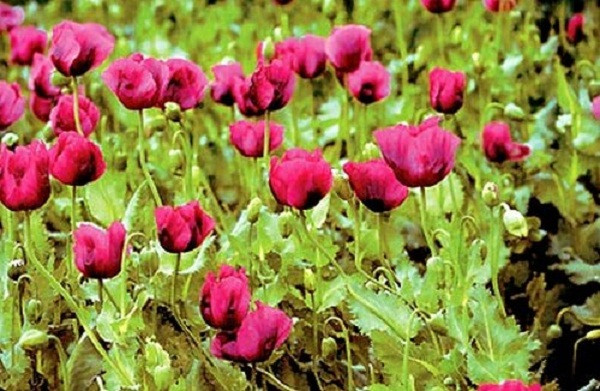 Năm 2009, cứ mỗi giây lại có khoảng 0,25kg ma túy được bán ra thị trường. Một phép tính đơn giản với giá trị 1kg được bán ở Mỹ với giá 200.000 USD (khoảng 4,16 tỷ VNĐ), bạn sẽ nhận thấy lý do vì sao những kẻ hám lợi bất chấp sinh mạng của hàng triệu con người, sẵn sàng reo rắc “cái chết trắng” khắp nơi. Năm 2009, cứ mỗi giây lại có khoảng 0,25kg ma túy được bán ra thị trường. Một phép tính đơn giản với giá trị 1kg được bán ở Mỹ với giá 200.000 USD (khoảng 4,16 tỷ VNĐ), bạn sẽ nhận thấy lý do vì sao những kẻ hám lợi bất chấp sinh mạng của hàng triệu con người, sẵn sàng reo rắc “cái chết trắng” khắp nơi.