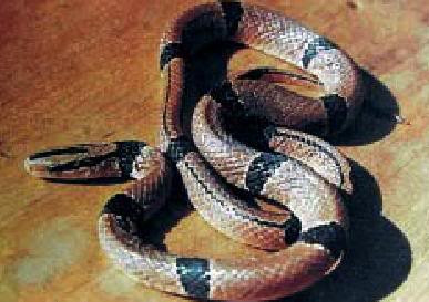 Rắn sọc đốm đỏ (Ảnh minh họa) Rắn sọc đốm đỏ (Ảnh minh họa)