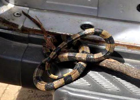 Rắn cạp nong Rắn cạp nong