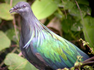 Bồ câu Nicoba Bồ câu Nicoba