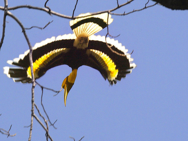 Hồng hoàng (Ảnh minh họa) Hồng hoàng (Ảnh minh họa)