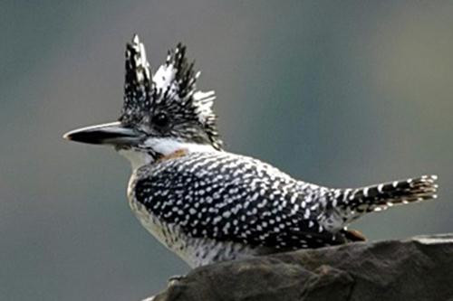 Bói cá lớn Bói cá lớn