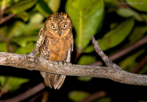 Dù dì phương đông Dù dì phương đông