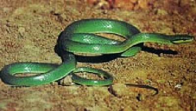 Rắn sọc xanh (ảnh minh họa) Rắn sọc xanh (ảnh minh họa)