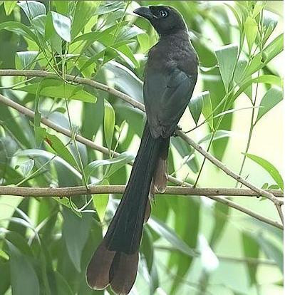 Khách đuôi cờ Khách đuôi cờ