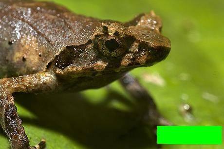 Cóc gai mắt Cóc gai mắt