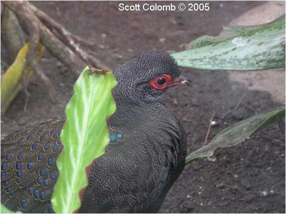 Gà tiền mặt đỏ Gà tiền mặt đỏ