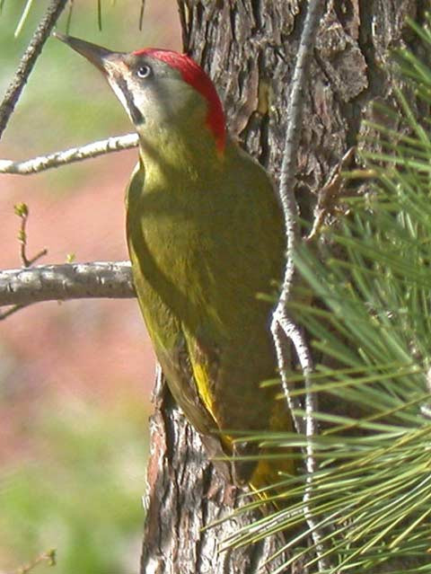 Gõ kiến xanh đầu đỏ Gõ kiến xanh đầu đỏ