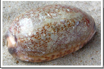 Ốc sứ Cura Ốc sứ Cura